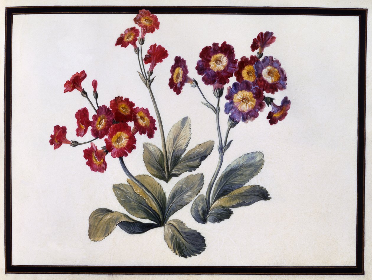 Auricula, kolem roku 1690 od Claude Aubriet