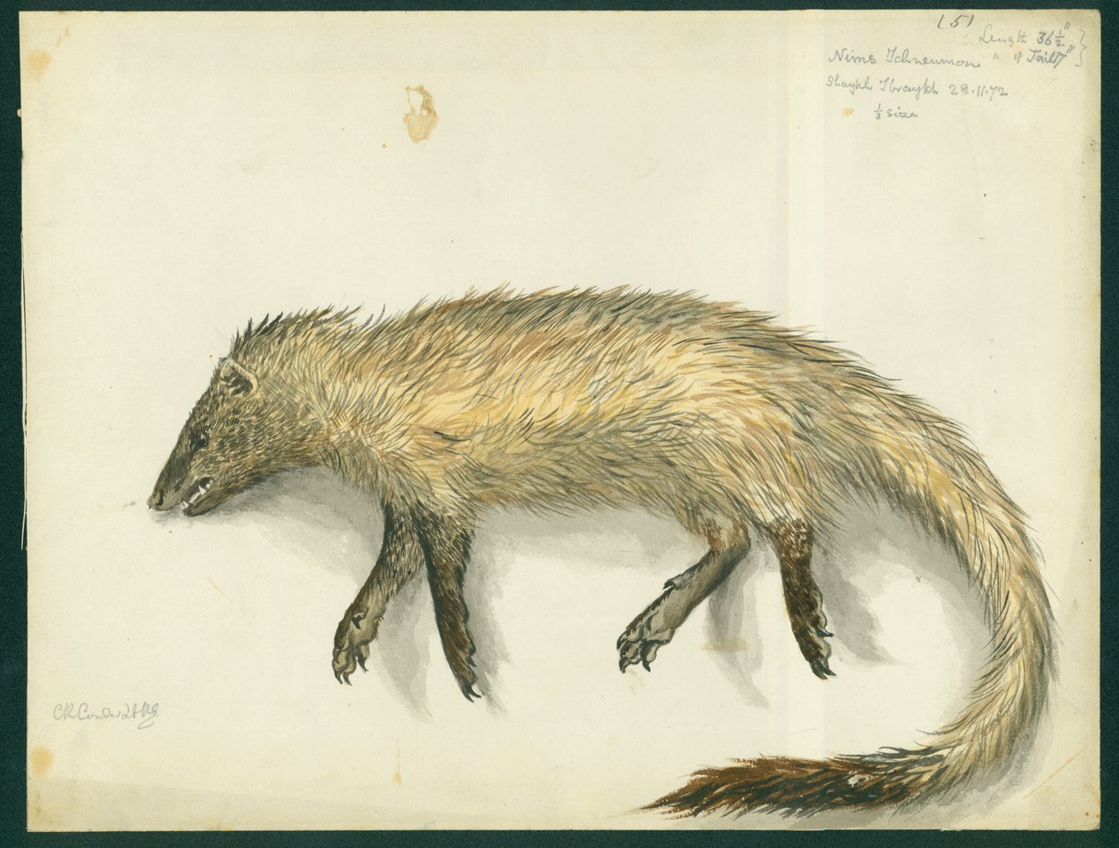 Mongoose, 1872 (wc a tužka na papíře) od Claude Conder