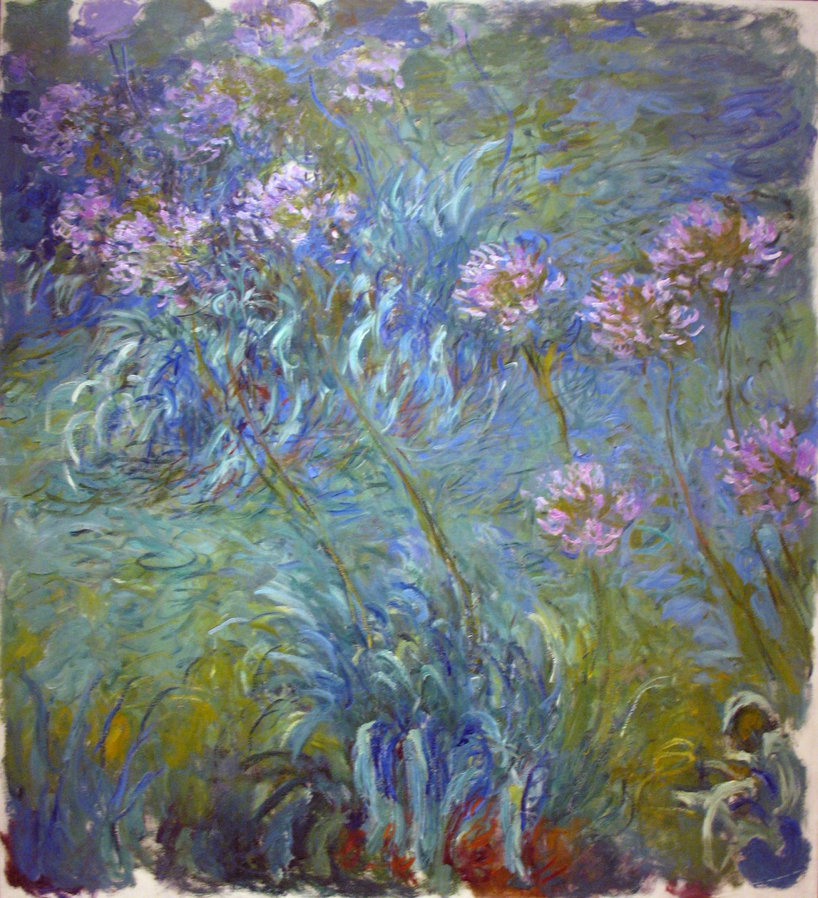 Agapanthus od Claude Monet