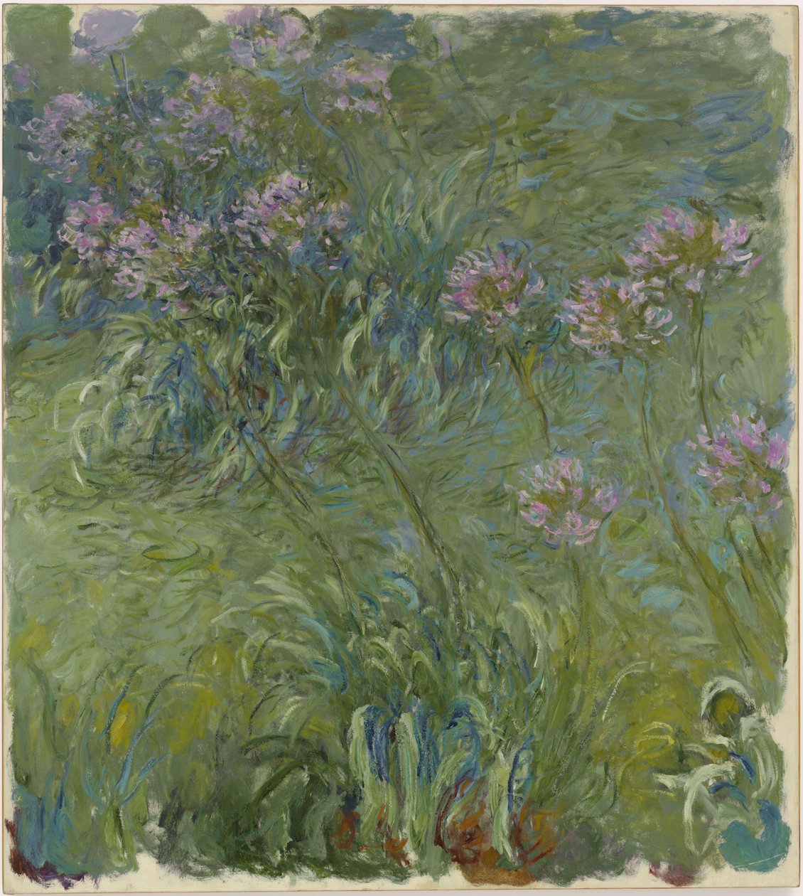 Agapanthus od Claude Monet