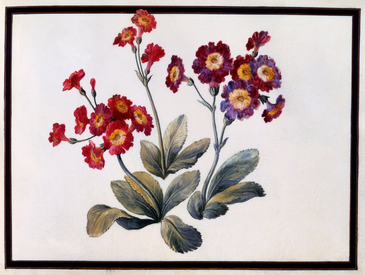 Auricula, c. 1690 kvaš na papíře. od Claude Aubriet