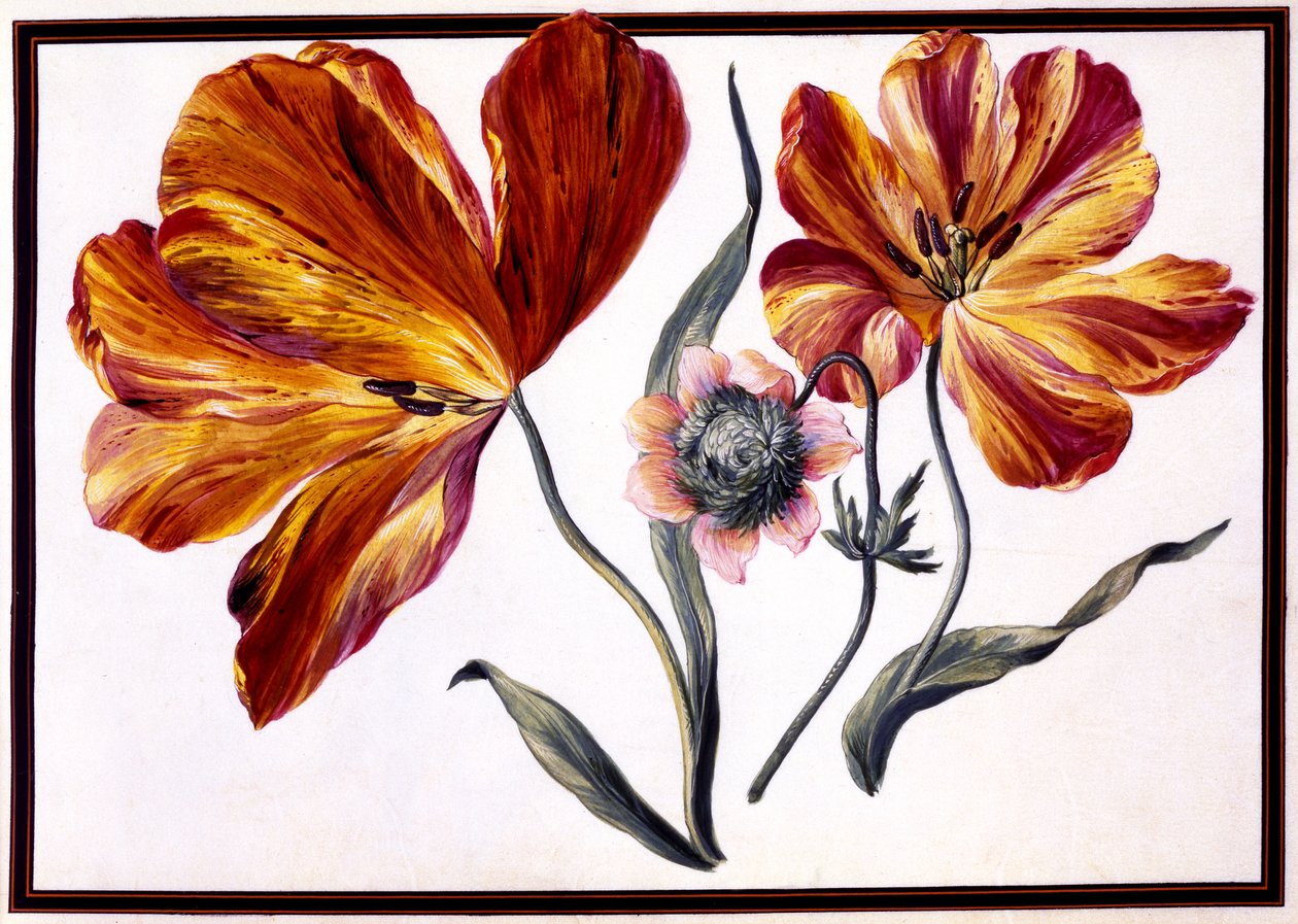 Tulipány a sasanka, kolem roku 1690 od Claude Aubriet