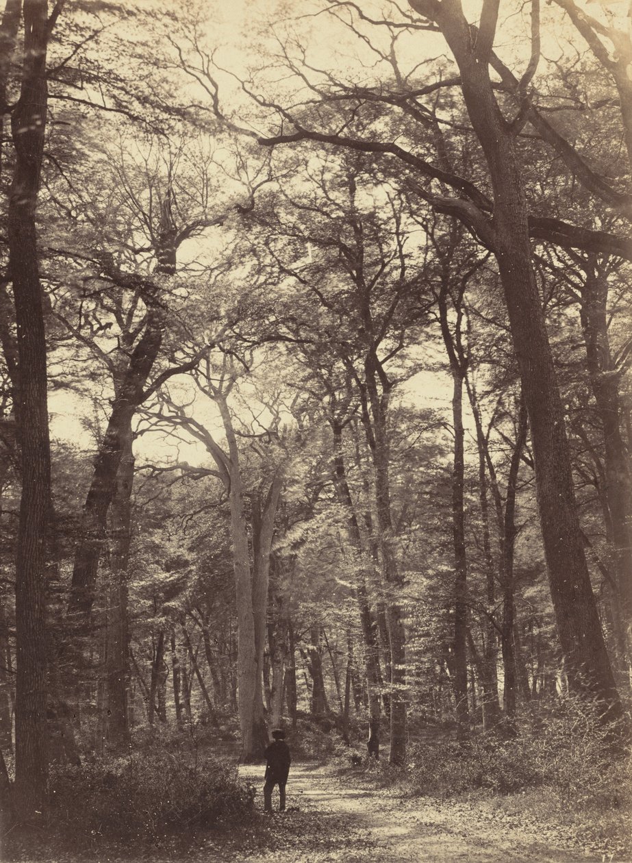 Lesní scéna, c. 1865. od Constant Alexandre Famin