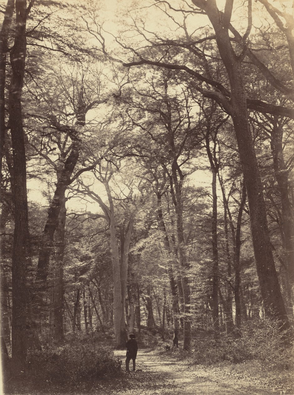 Lesní scéna,c. 1865 (foto) od Constant Alexandre Famin