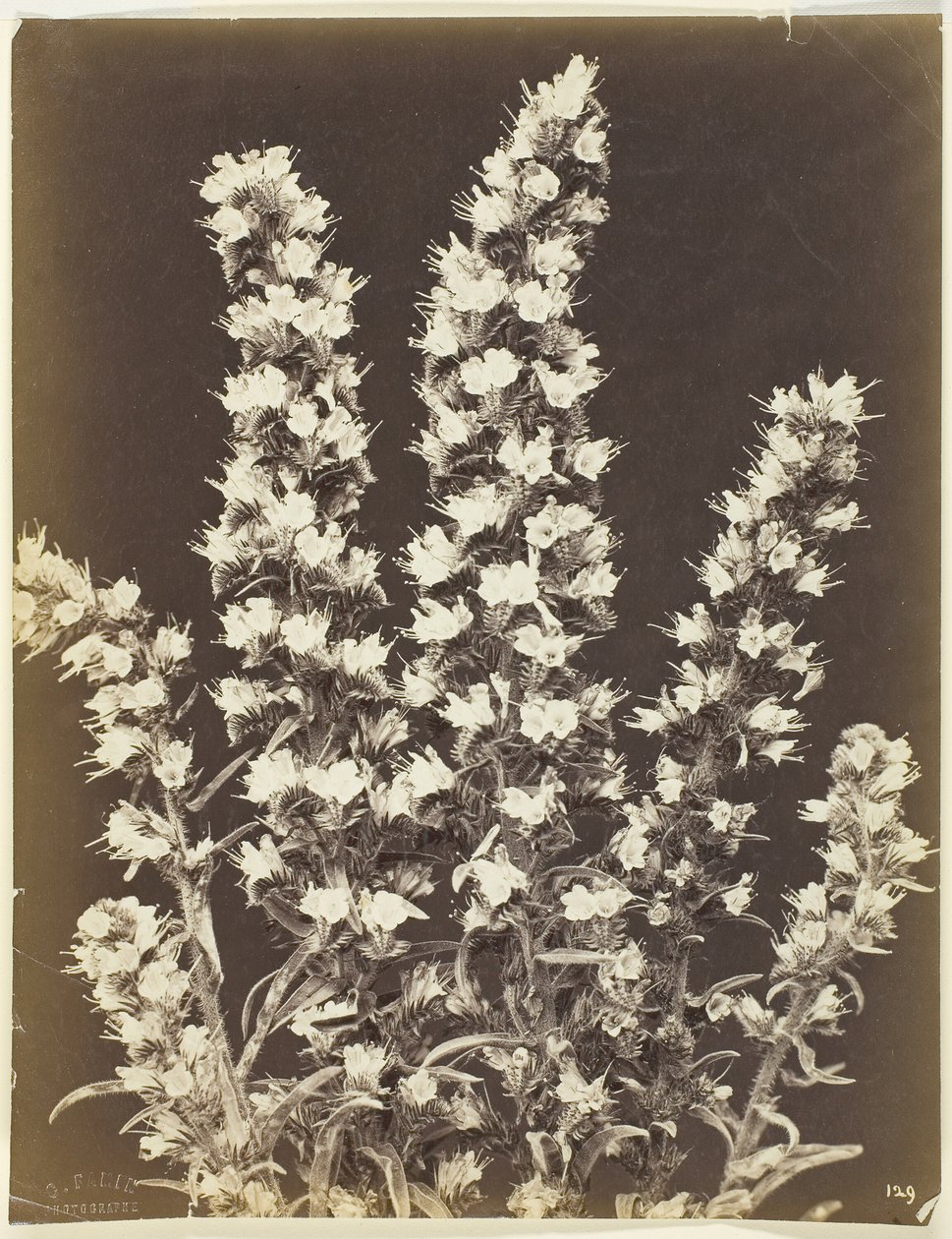 Bez názvu [kvetoucí rostlina], c. 1870. od Constant Alexandre Famin