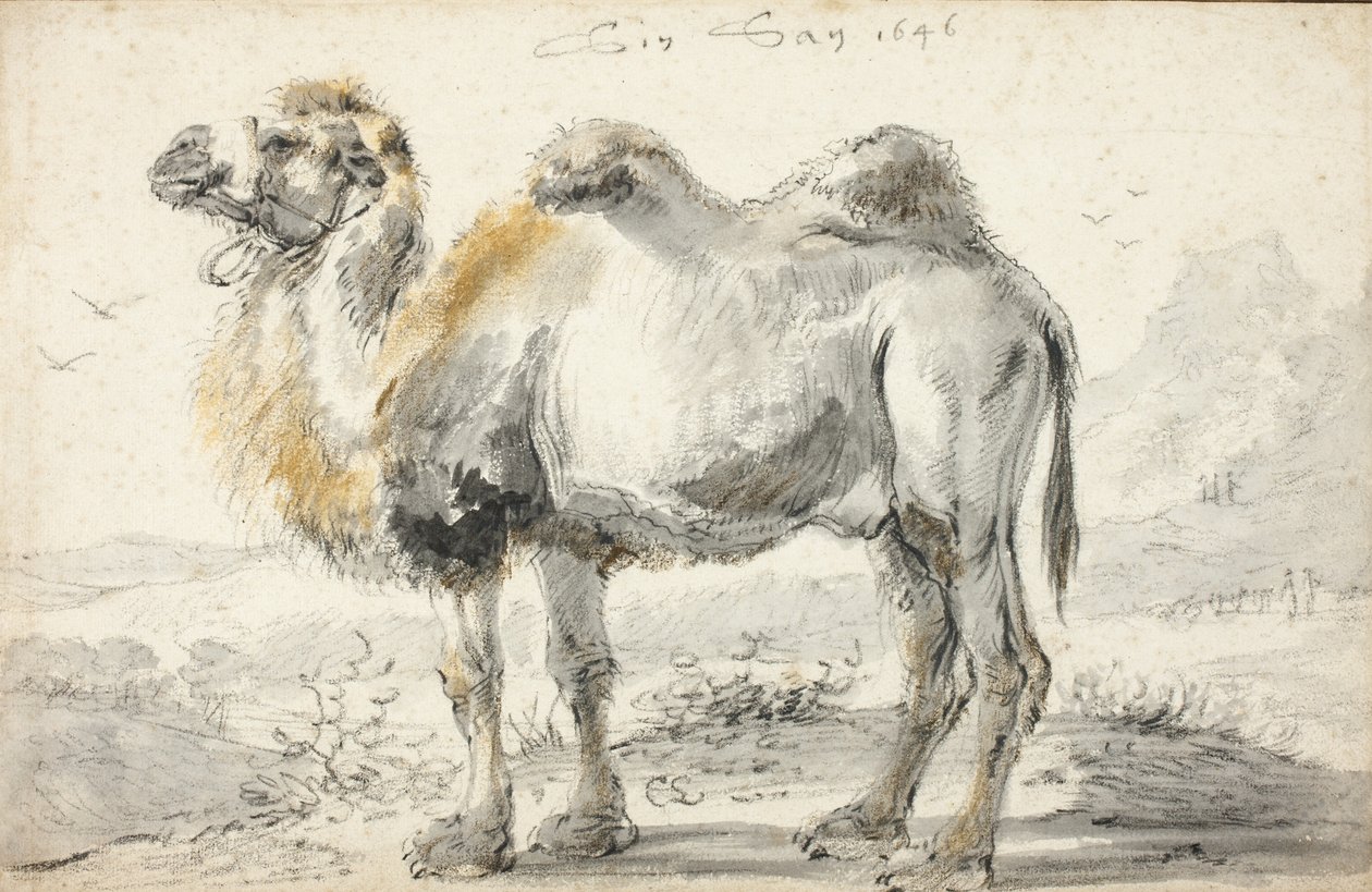 Velbloud od Cornelis Saftleven
