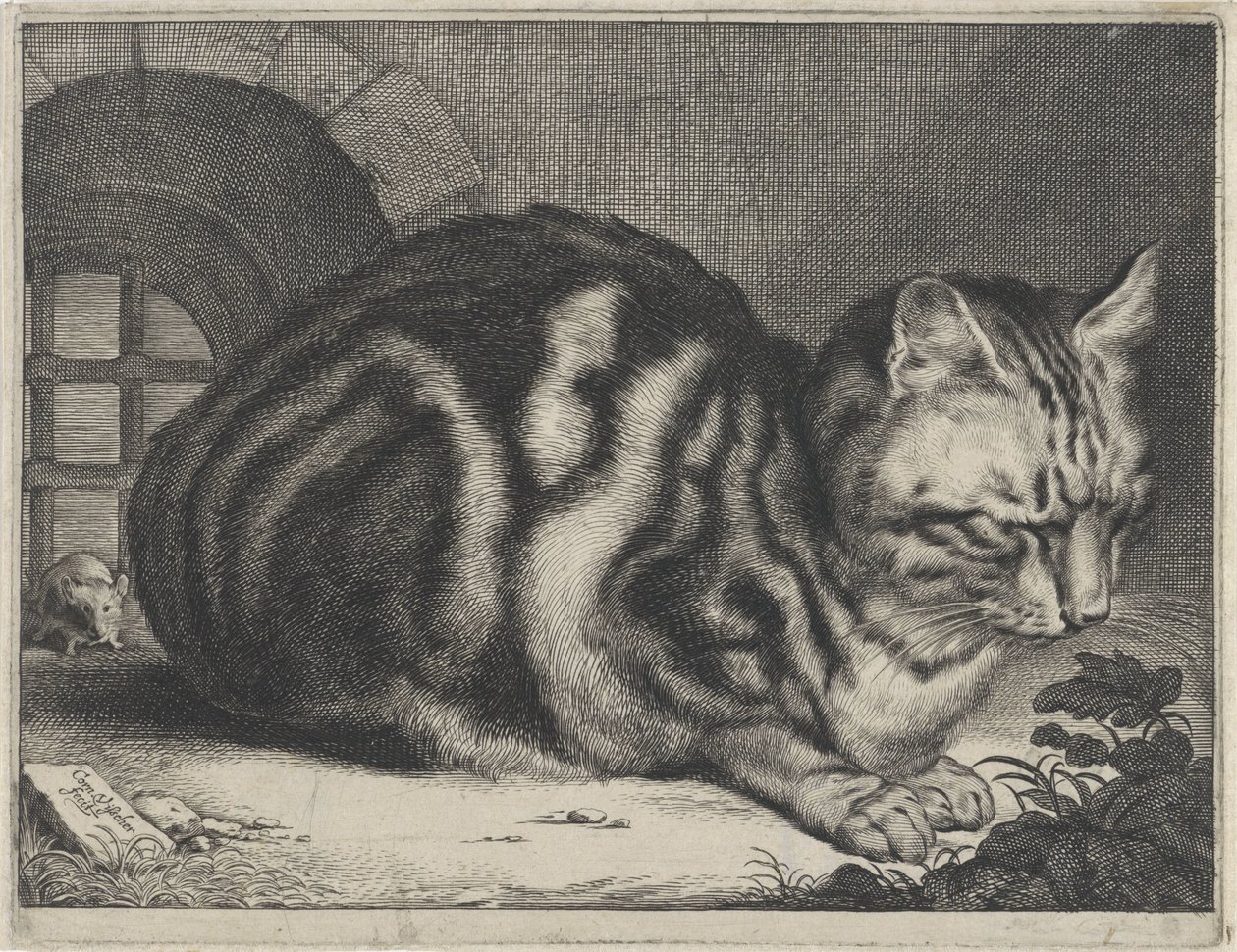 Velká kočka od Cornelis Visscher (II)
