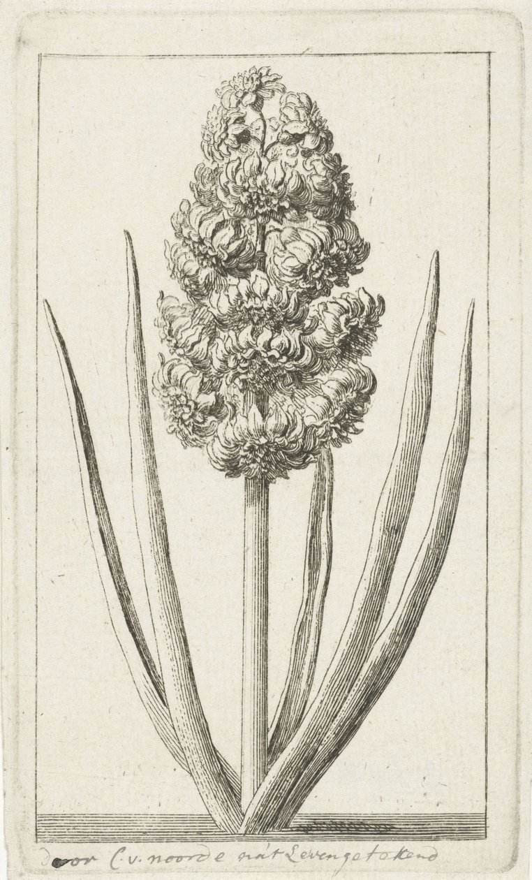 Hyacint od Cornelis van Noorde