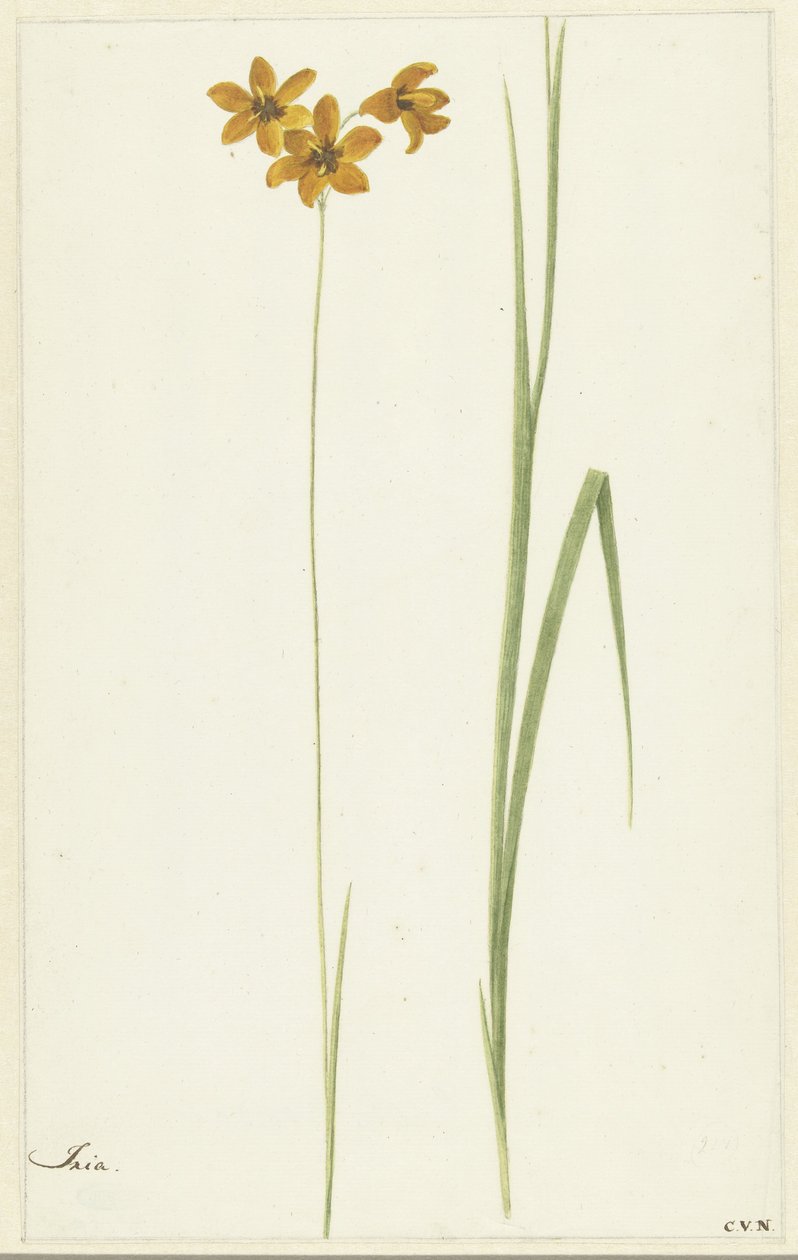 Ixia od Cornelis van Noorde