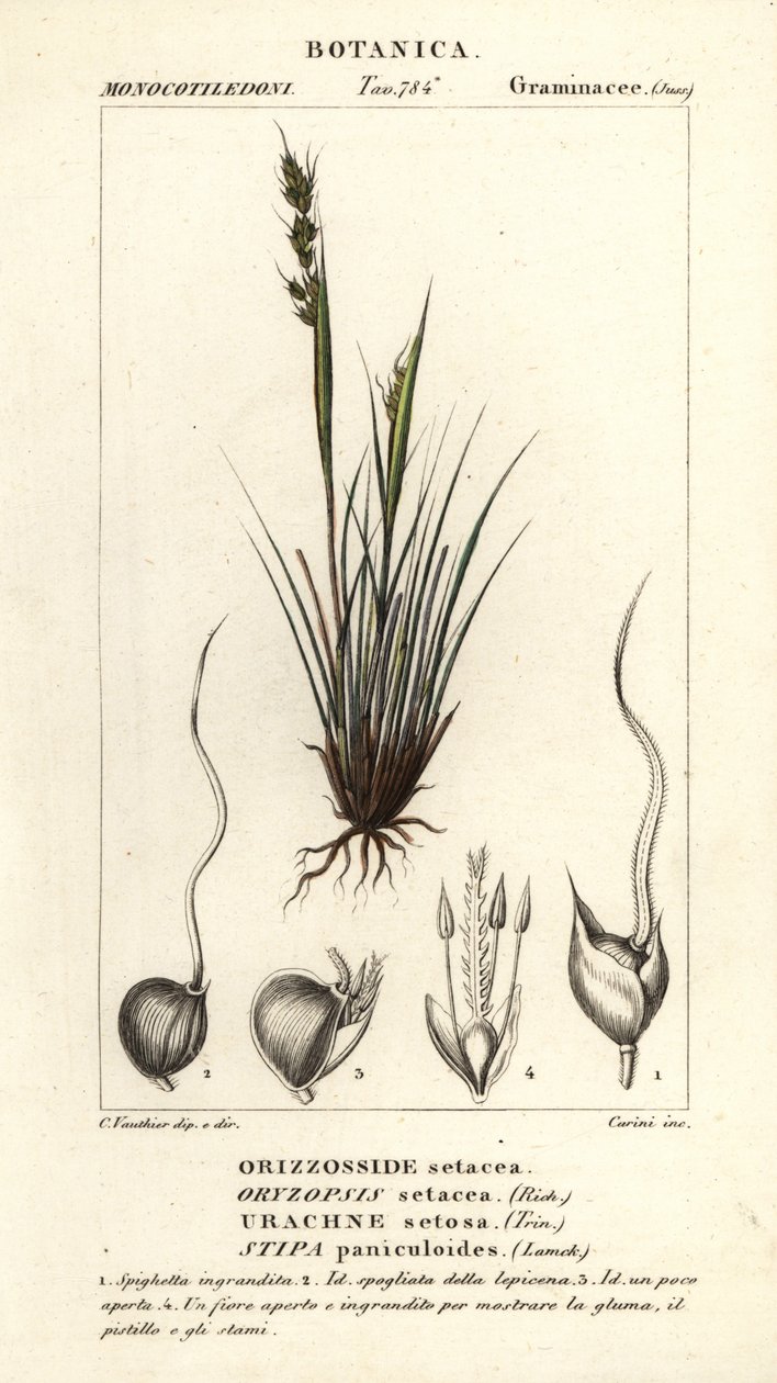 kopinatec, Piptochaetium panicoides od Corsi Corsi