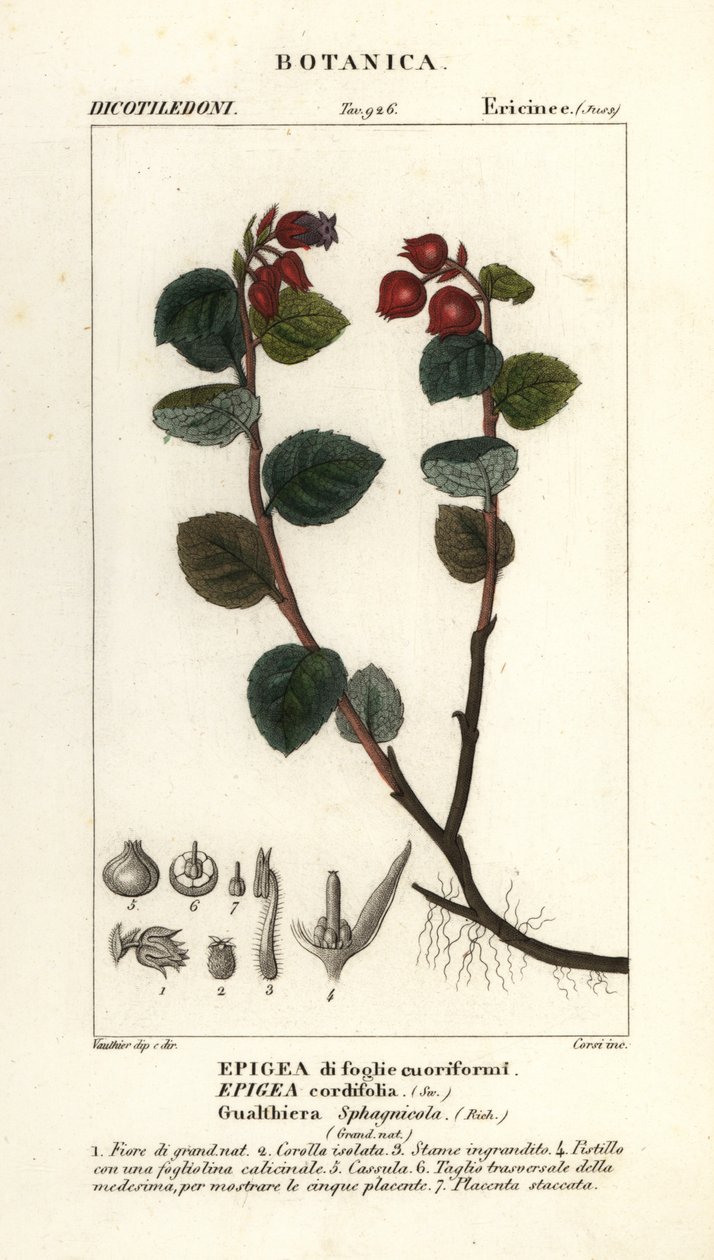 Teaberry, Gaultheria domingensis od Corsi Corsi