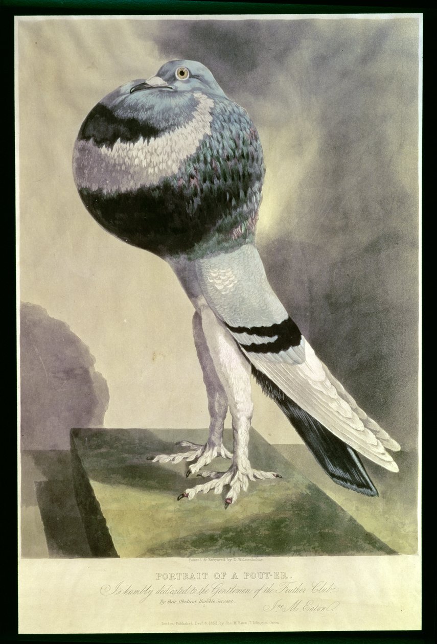 Portrét Pouter Pigeon od D. Wolsenholme