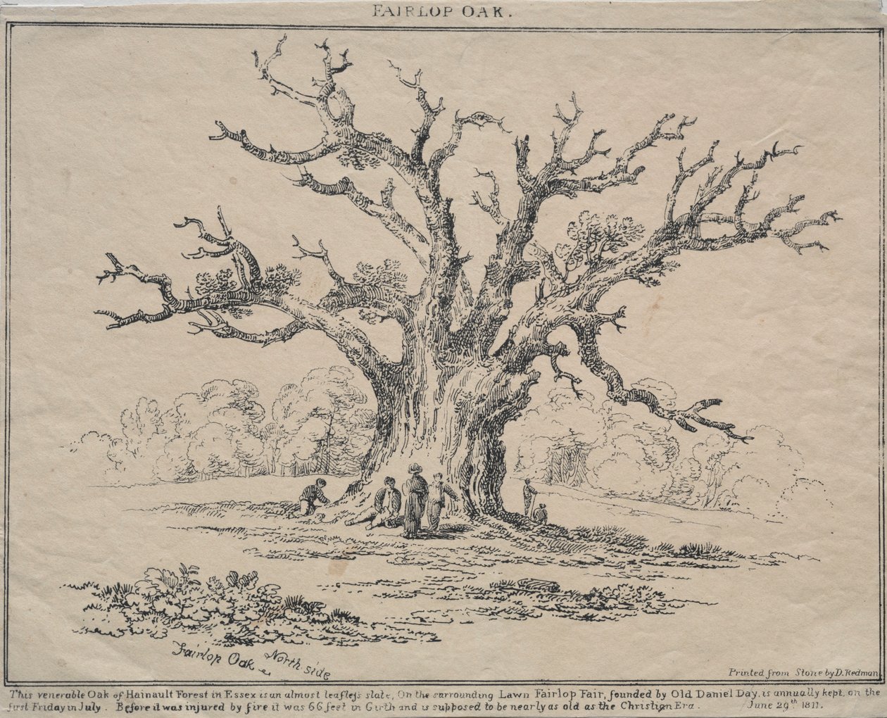 Fairlop Oak, 1811. od D. H. Redman