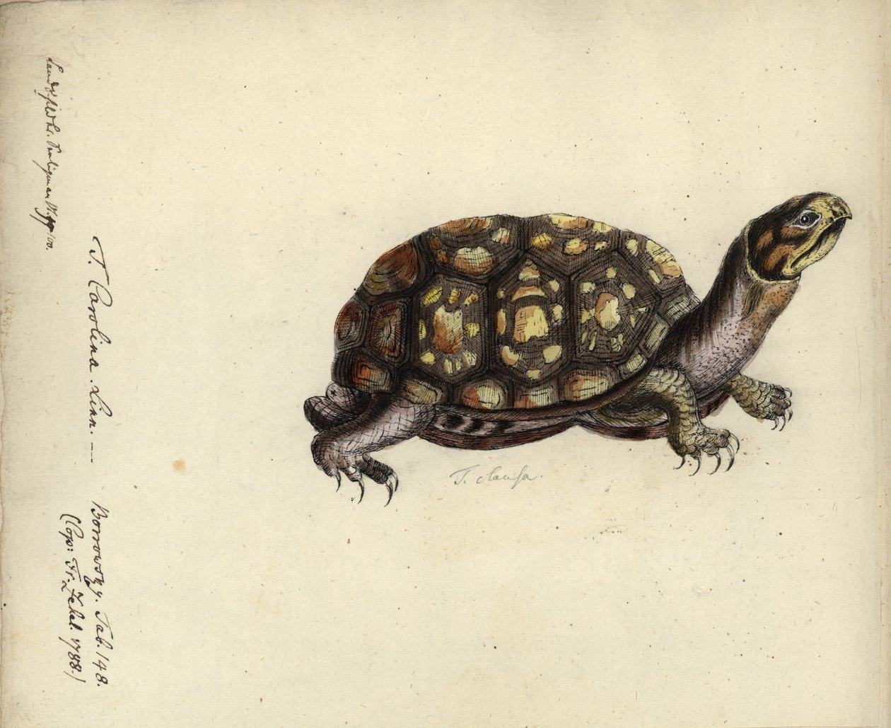 Terrapene carolina, Friedrich Zehelein, podle rytiny z „Gemeinnuetzige Naturgeschichte des Therreichs“, Georg Heinrich Borowski, Berlín, Stralsund: Lange, 1788 (wc a inkoust na papíře) od Daniel Friedrich Sotzmann