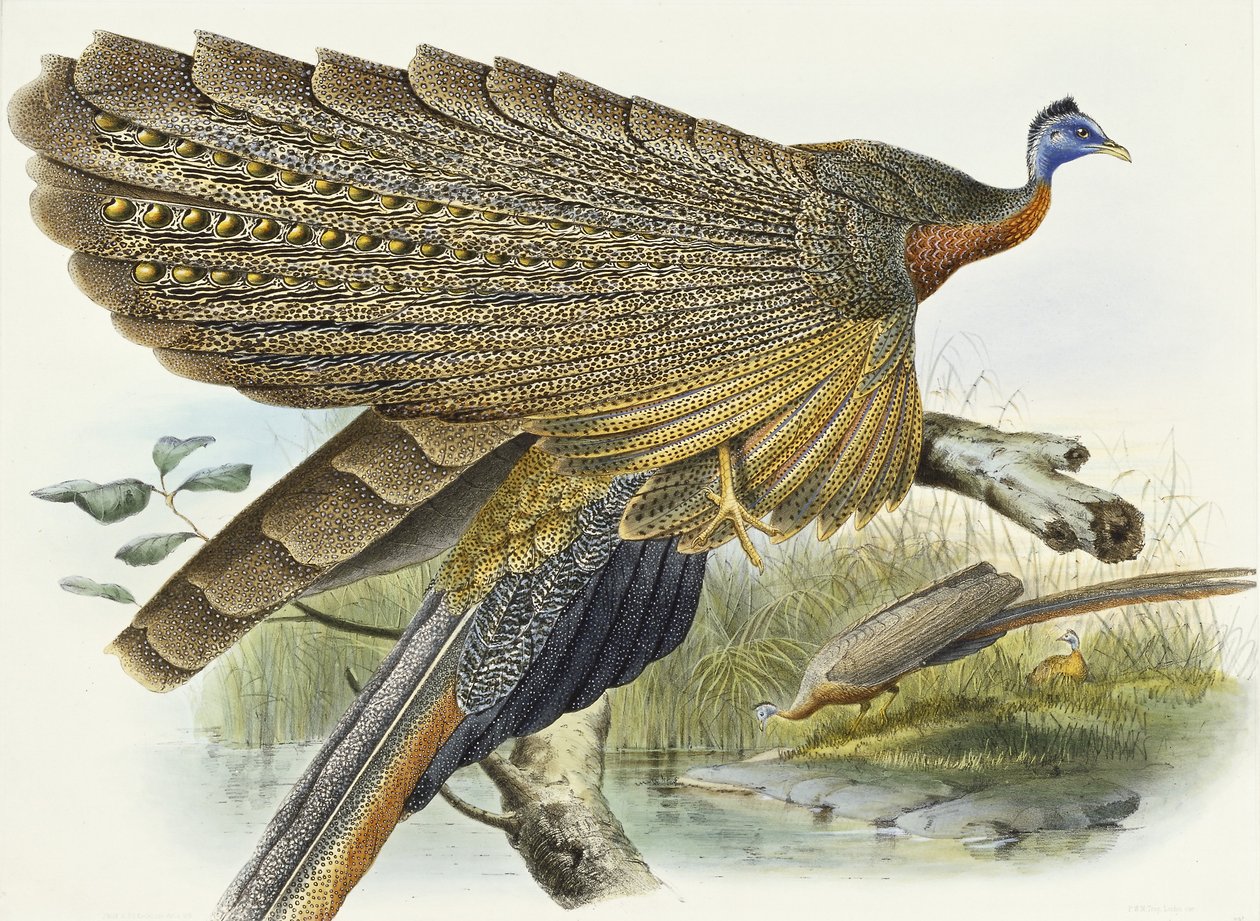Phadianidae. Argusianus Grayli, 1870-1872 od Daniel Giraud Elliot