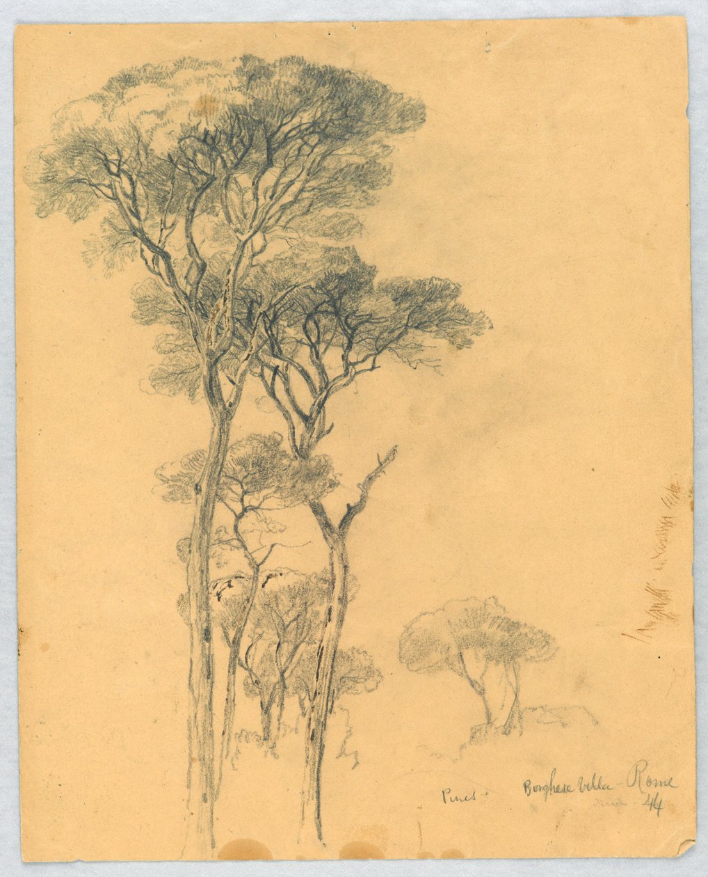Studie Pines, Borghese Villa, Řím od Daniel Huntington