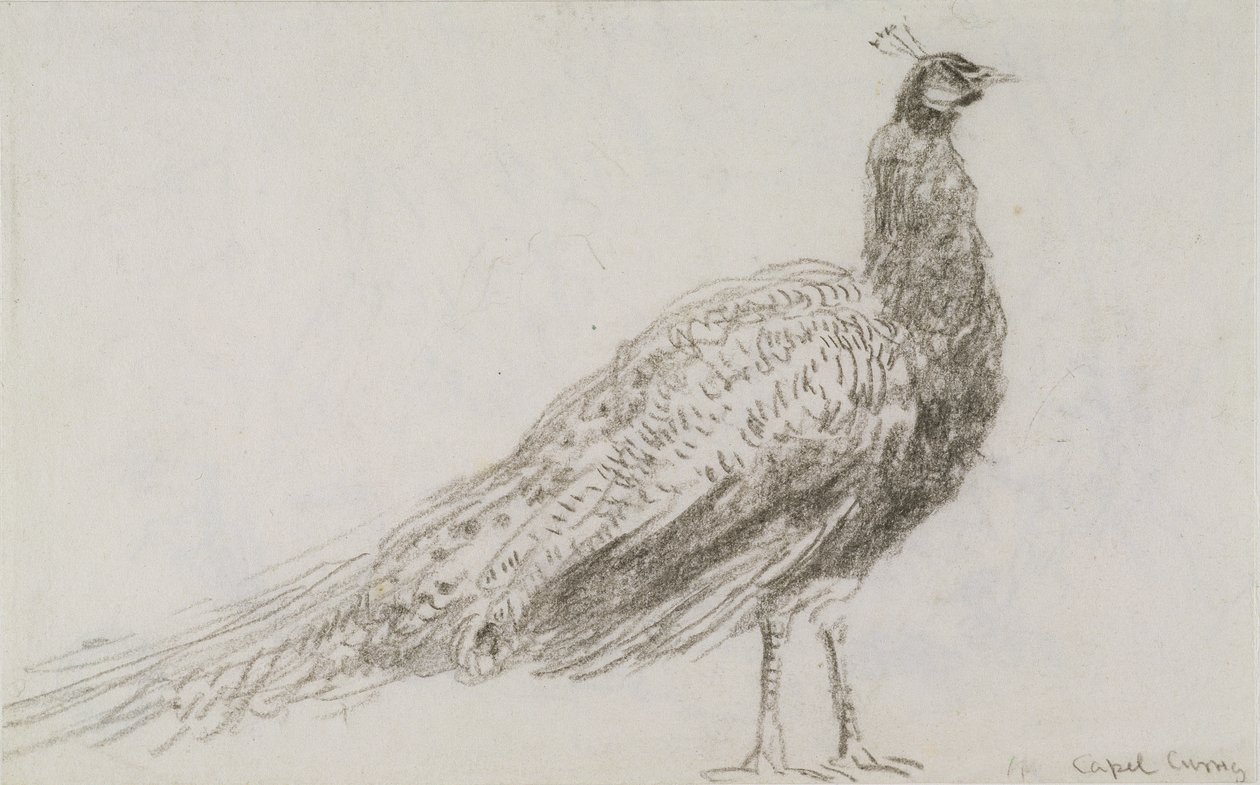 Peacock at Capel Curig, c.1845 (černá křída na tkaném papíře) od David Cox