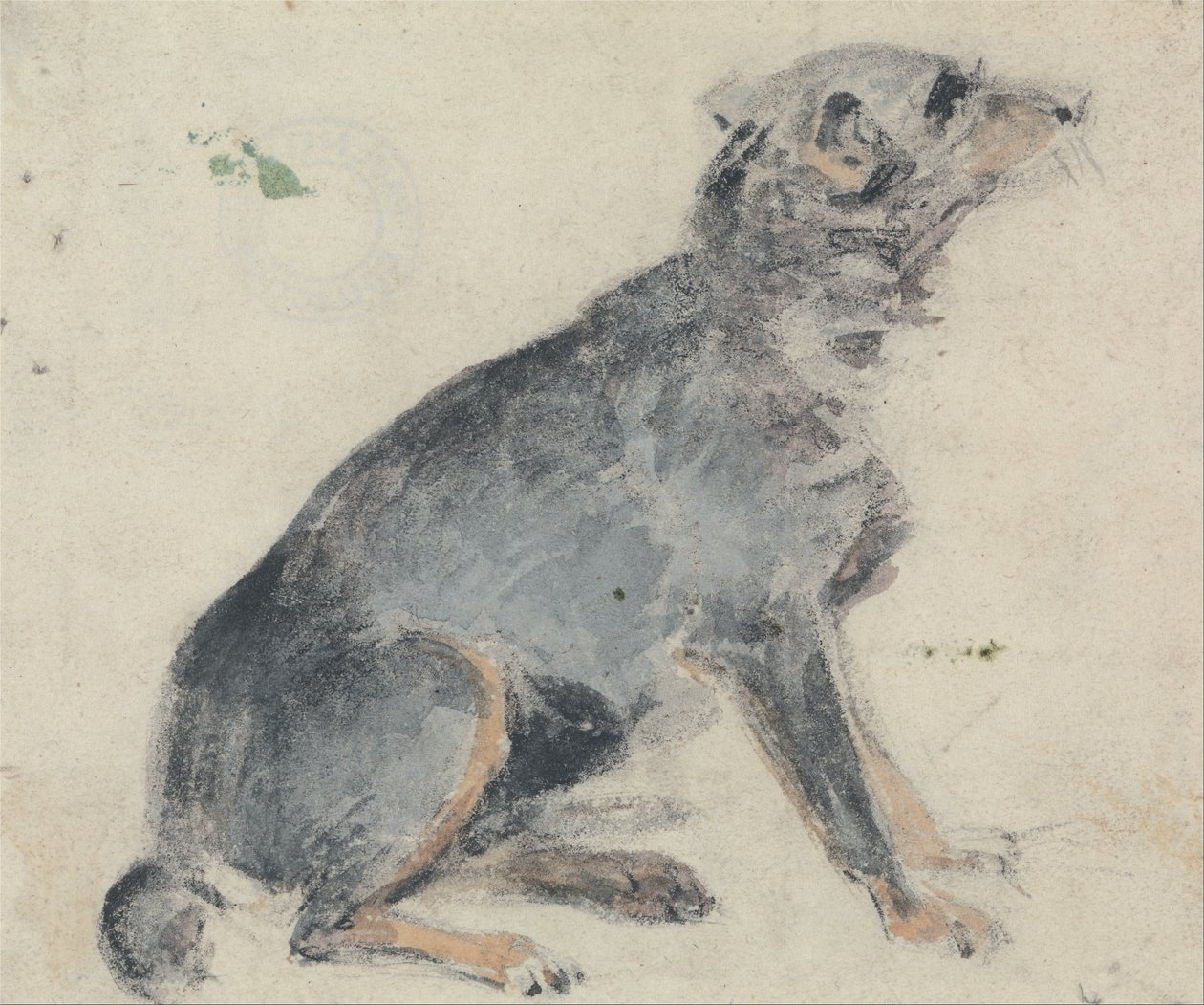 Studium psa od David Cox