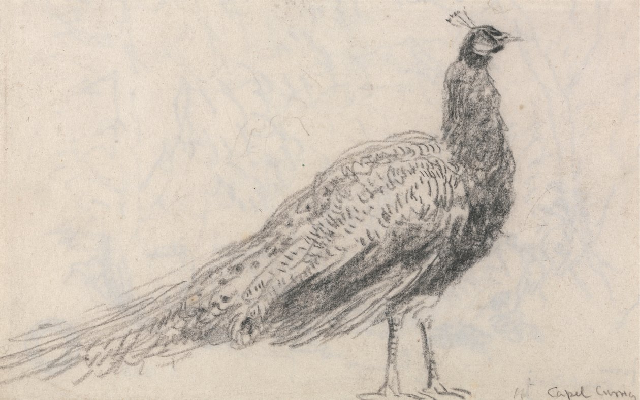 Páv v Capel Curig od David Cox