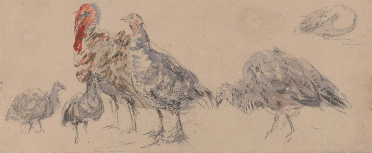 Studium krůt od David Cox
