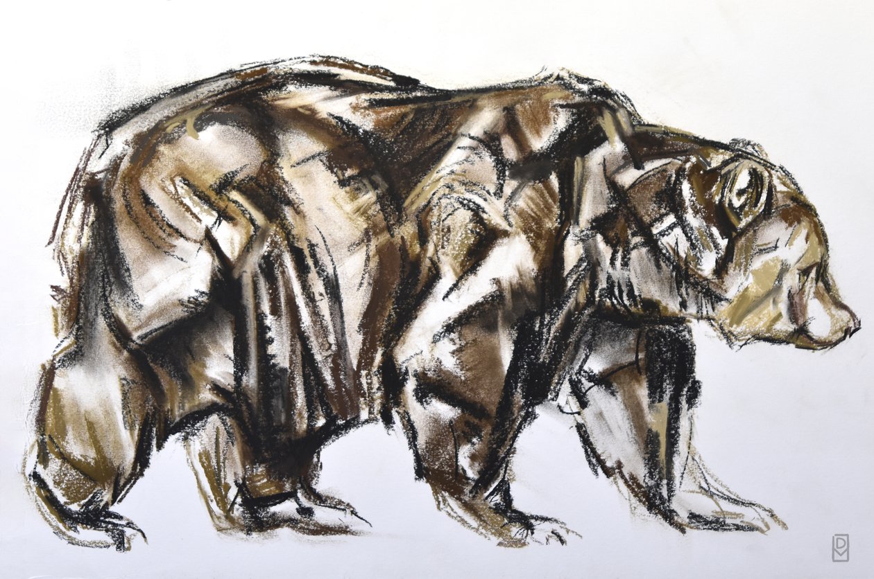 Chůze medvěda hnědého, 2012 (Pastel/Conte na papíře) od David Mayer