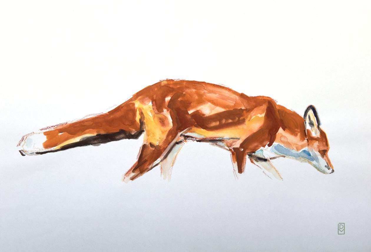 Red Fox, 2020 (akvarel a pastelka) od David Mayer