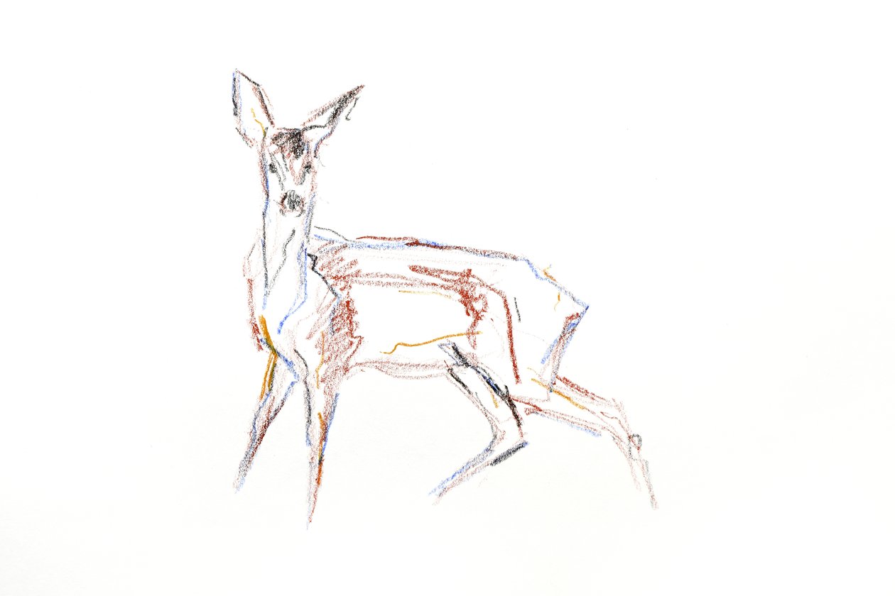 Srnčí mladý, 2021 (pastel na papíře) od David Mayer
