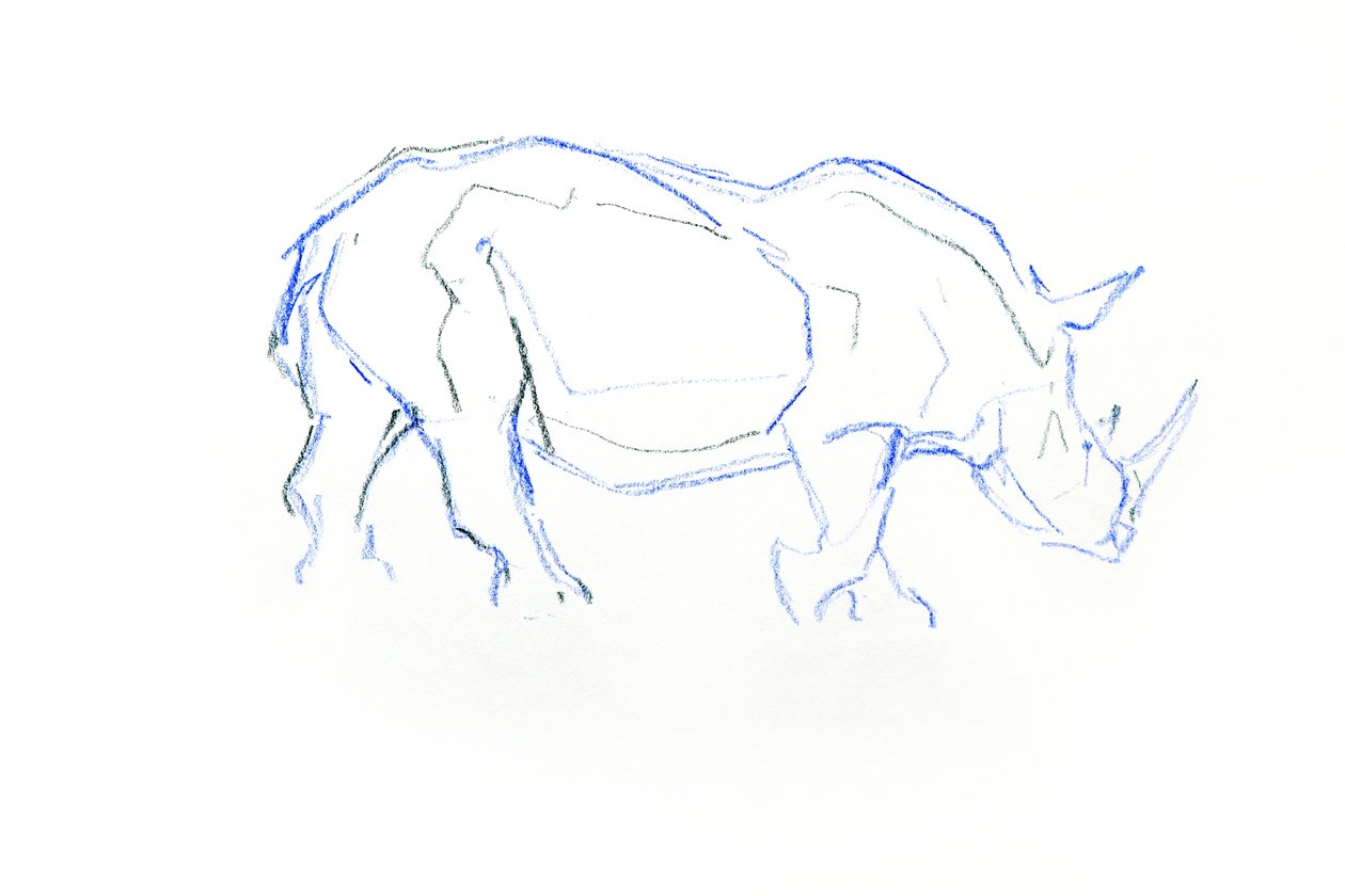 Bílý nosorožec, 2020 (pastel na papíře) od David Mayer