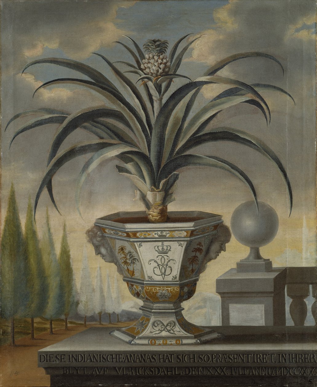 Ananasovník, 1729 od David von Coln