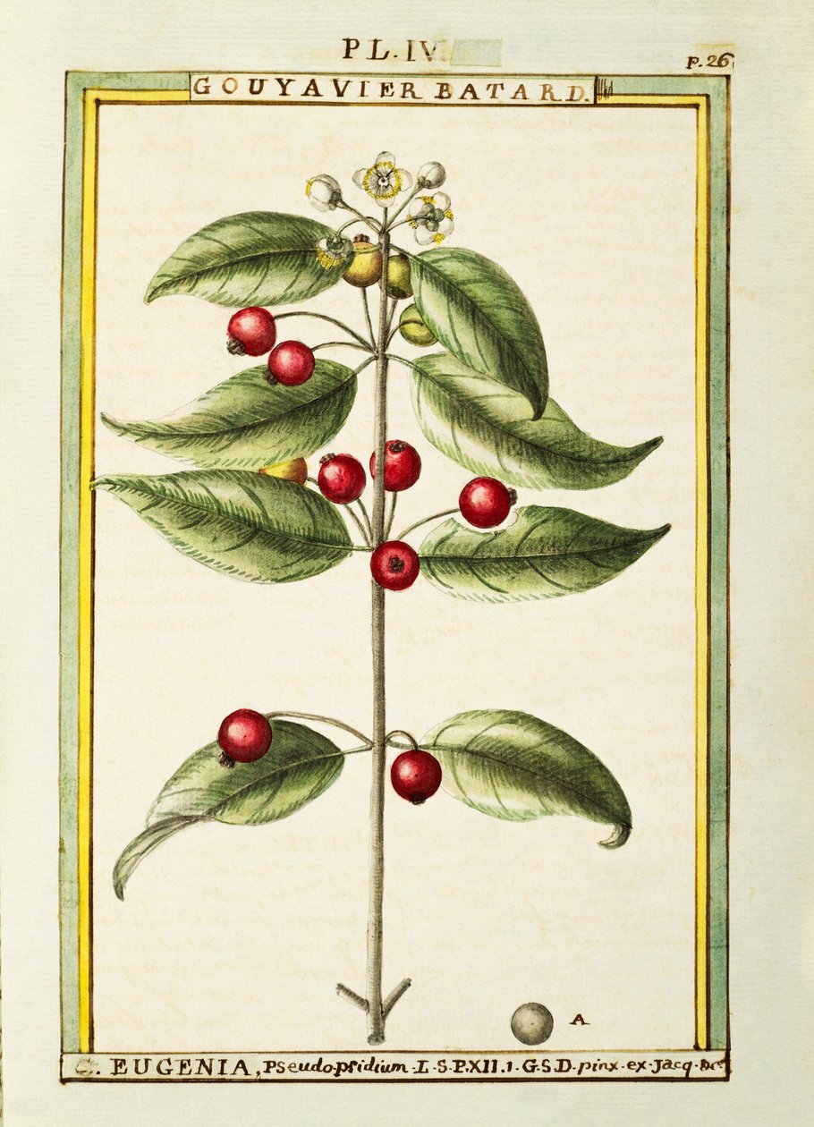 Štětec Cherry (Eugenia pseudo-pridium), akvarel od Delahaye od Delahaye Delahaye
