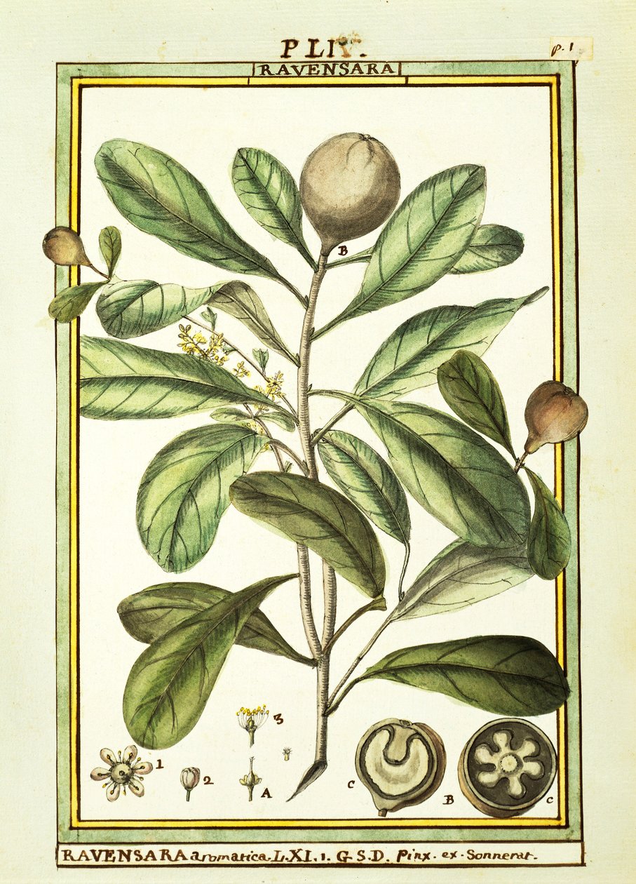 Cryptocarya Aromatica, akvarel od Delahaye od Delahaye Delahaye