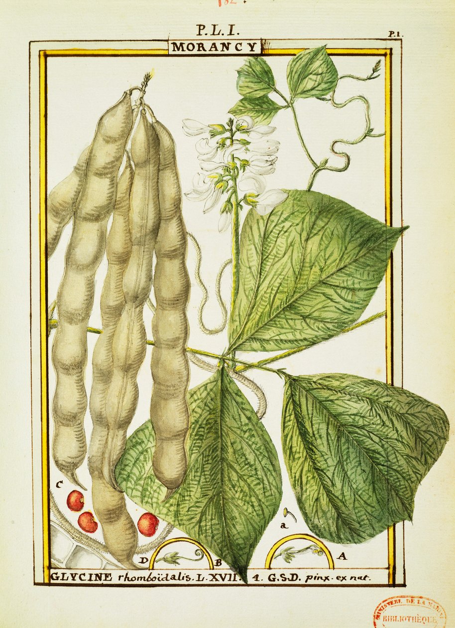 Glycine Rhomboidalis, akvarel od Delahaye od Delahaye Delahaye