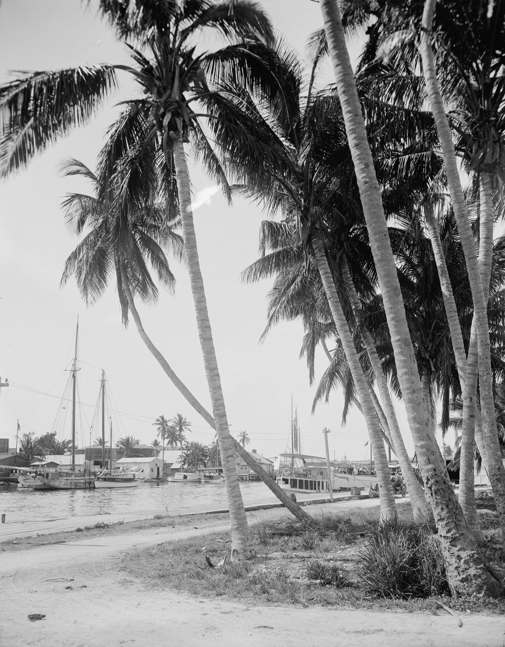 Kokosové stromy podél doků, Miami, Florida, c.1900-15 od Detroit Publishing Co.