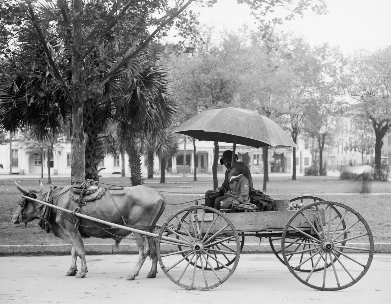 Bovinmobile v Savannah, Georgia od Detroit Publishing Co.