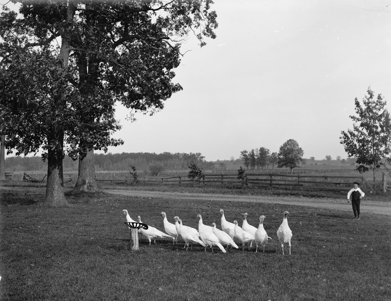 Bílé holandské krůty, 1900 od Detroit Publishing Co.