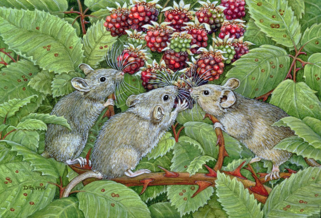 Blackberrying, 1996 (akryl na panelu) od Ditz