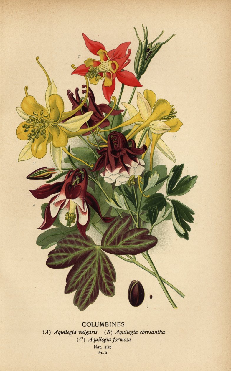 Columbines, druh Aquilegia. od Désiré Georges Jean Marie Bois