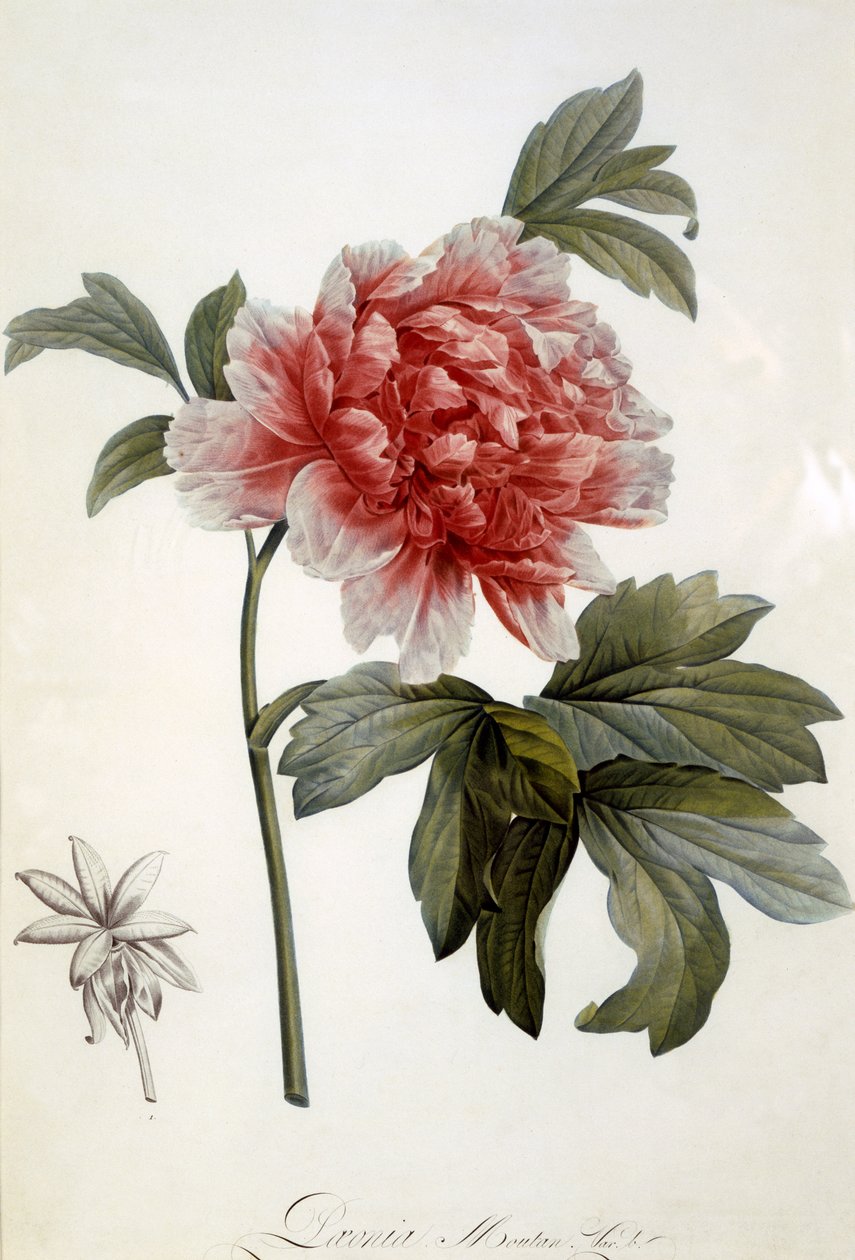 Paeonia Moutan, vydáno 1799 (barevná tečkovaná rytina) od Dutch School