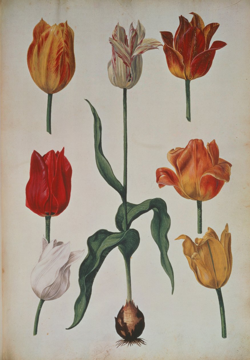 Tulips: from Collection of flowers drawing from nature (Collection of flowers drawing from nature) c.1630 od Dutch School