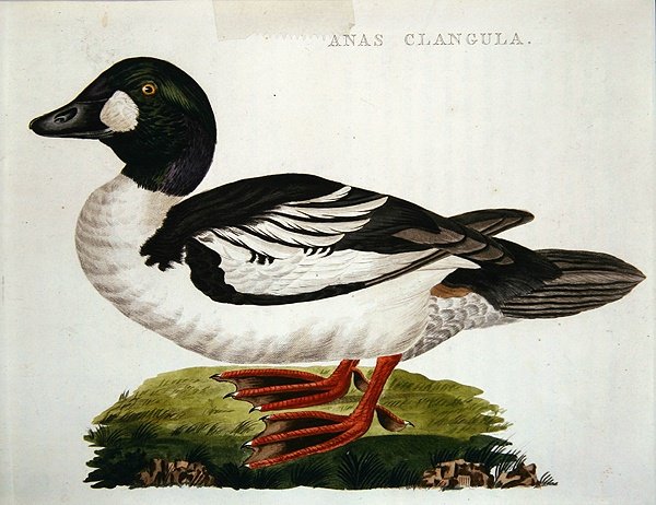 Anas Clangula od Dutch School