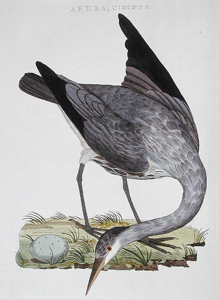 Heron, vydané v Amsterdamu od Dutch School