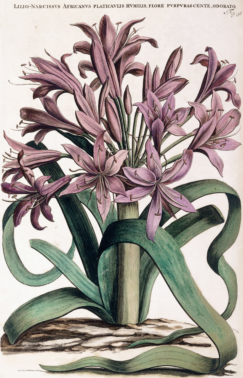 Lillio-Narcissus, 1697-1701 od Dutch School