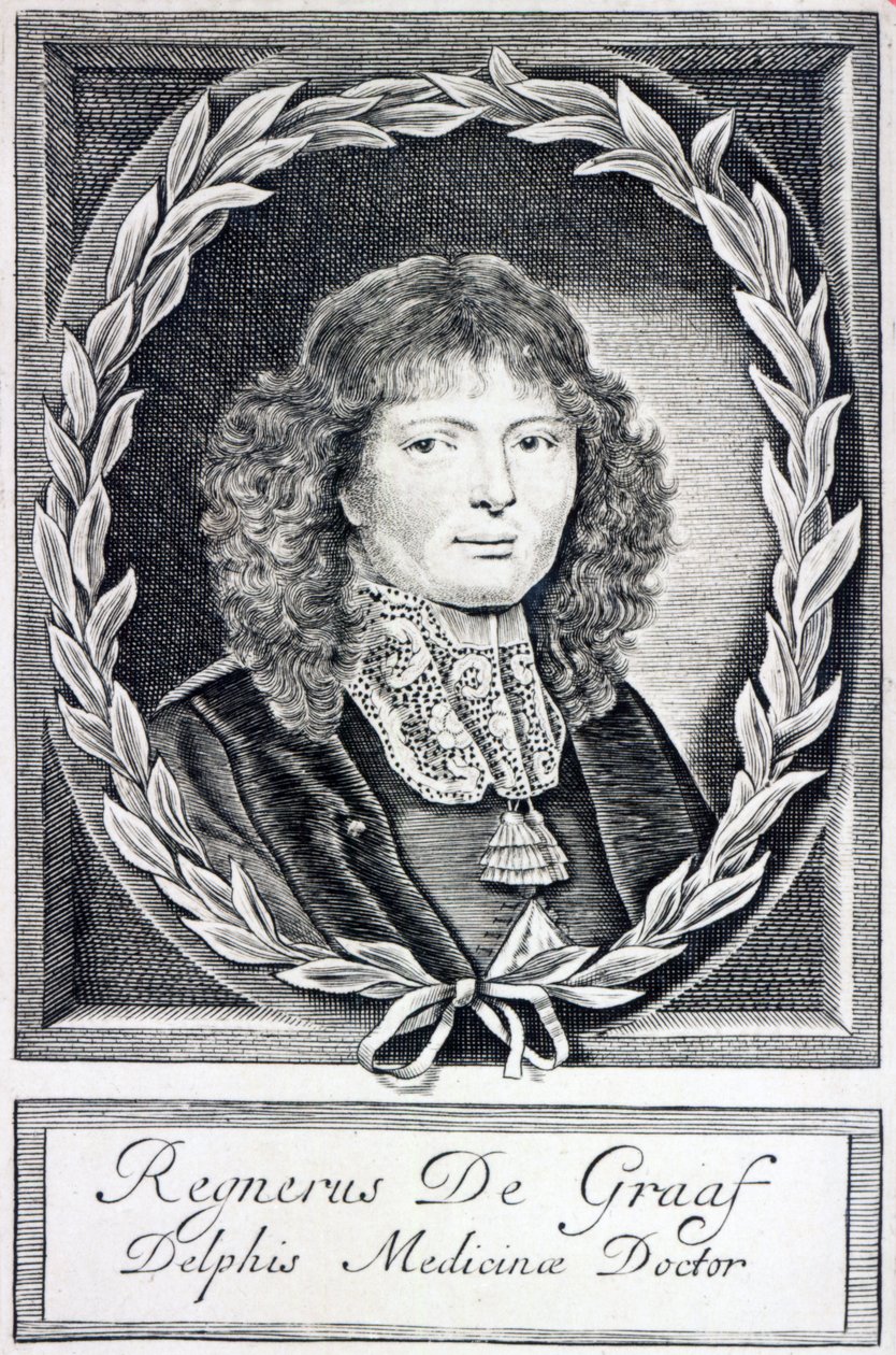 Regnier de Graaf, cca 1670 od Dutch School