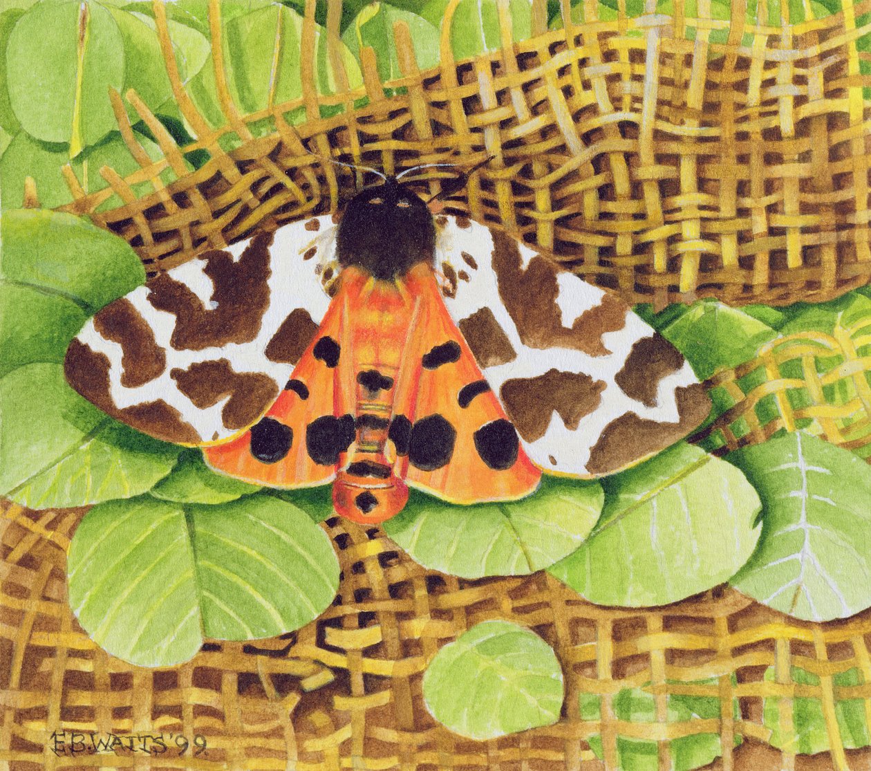 Tiger Moth, 1999 (akryl na papíře) od E.B. Watts