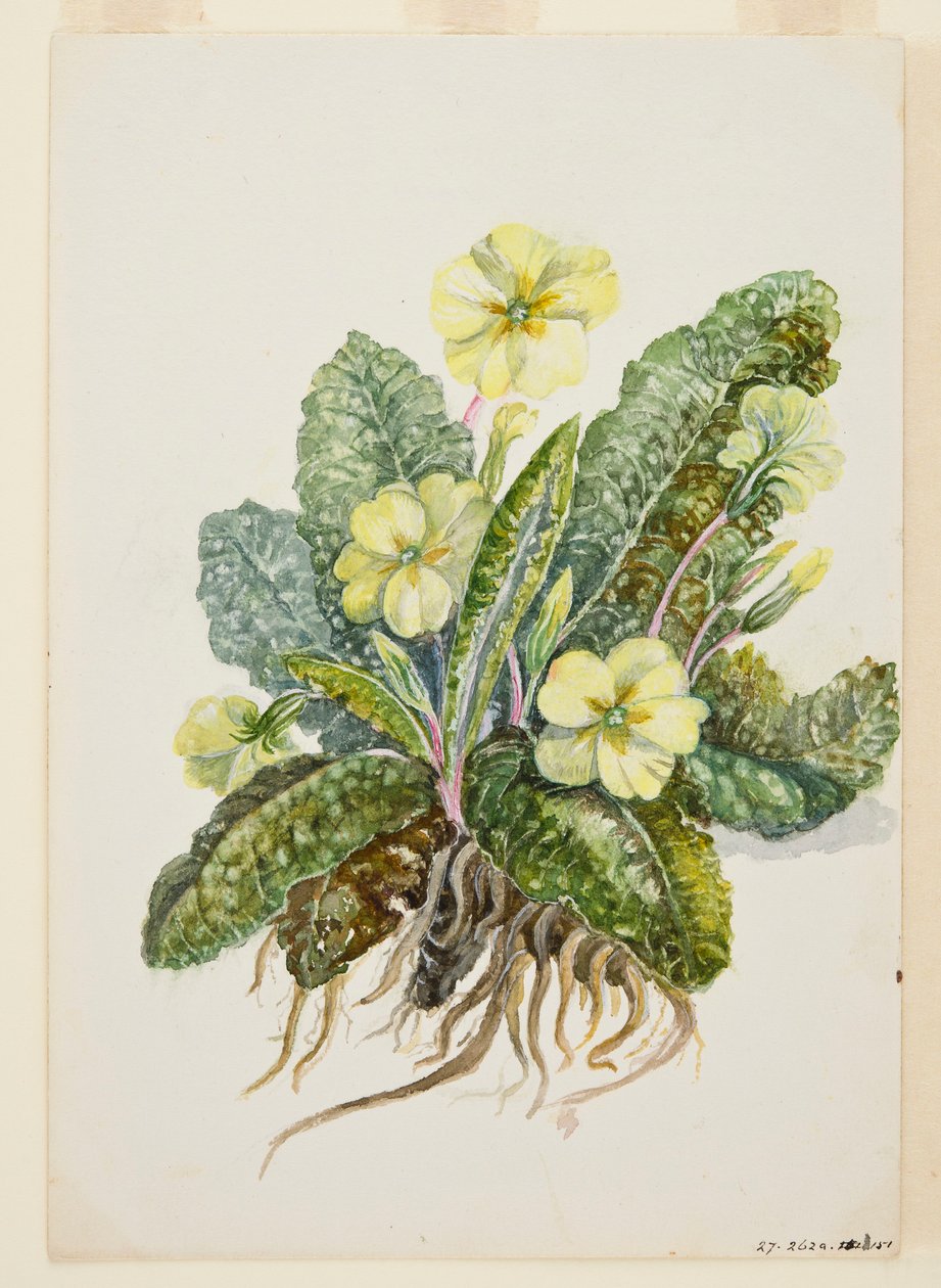 Primula vulgaris Huds Primrose, 20. léta 20. století. od EF Crowley