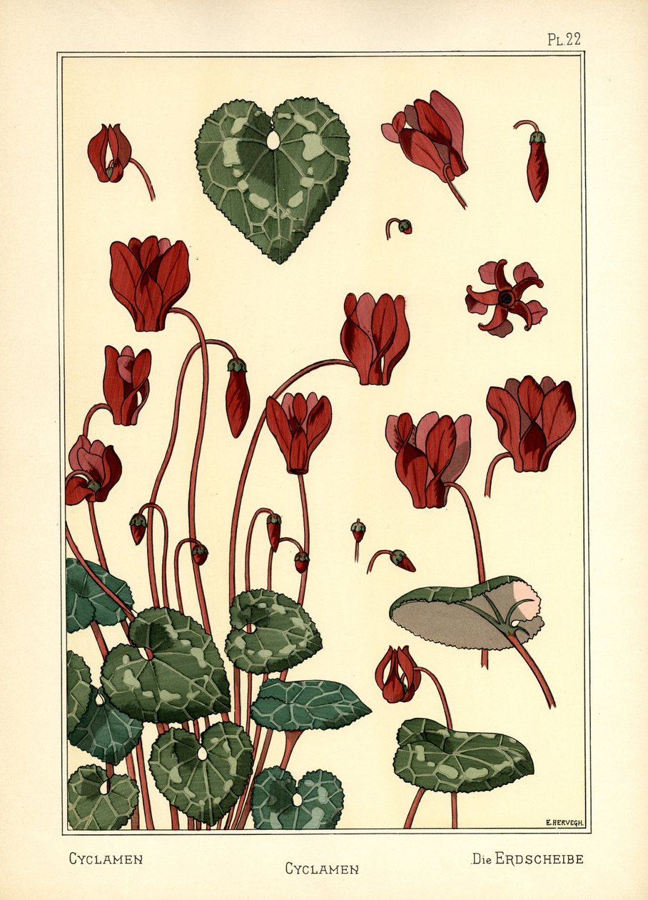 Cyclamen od E. Hervegh