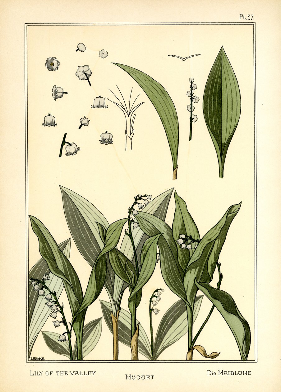 Konvalinka od E. Hervegh