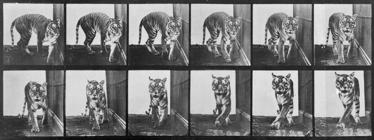 Tiger pacing, z 