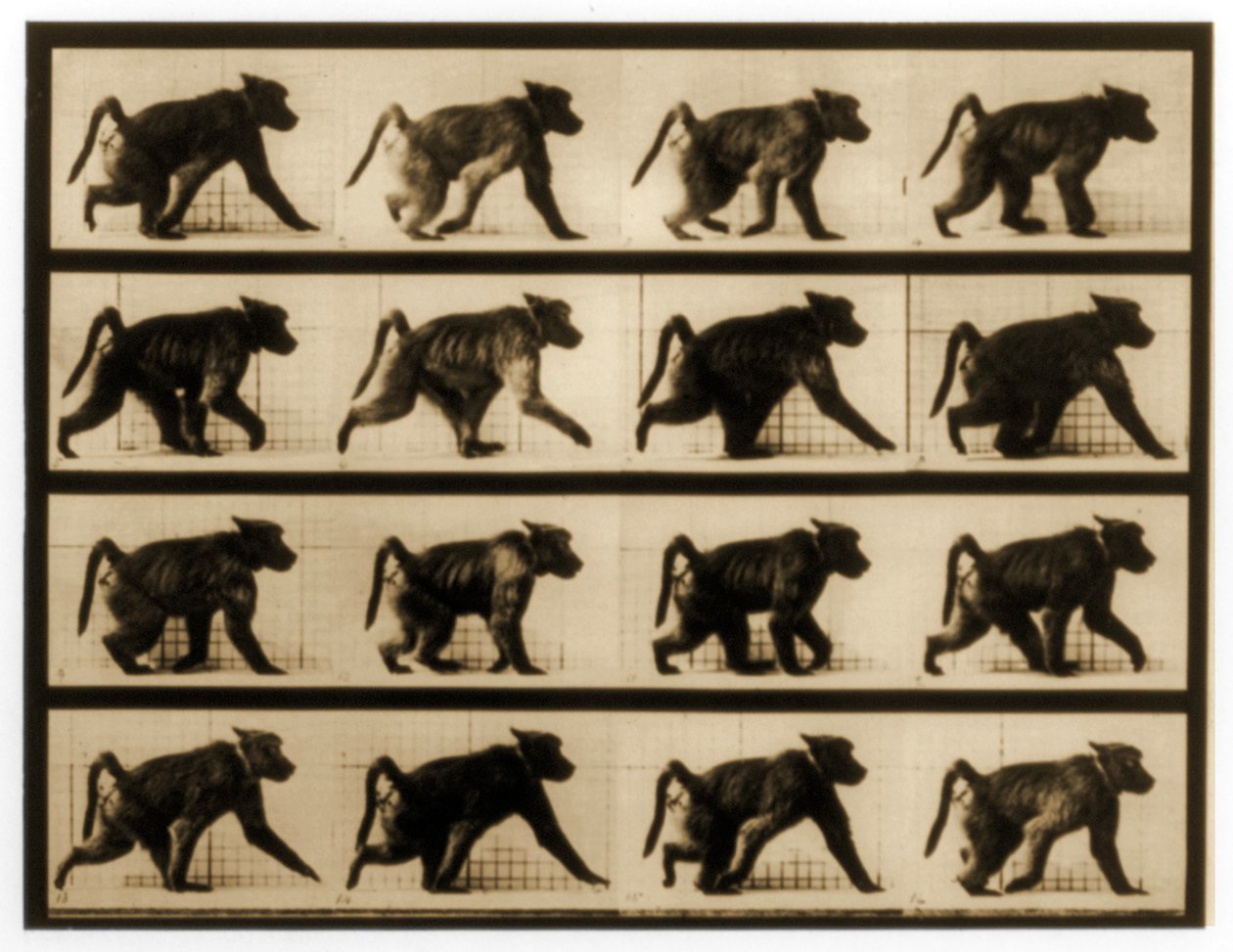 Obrazová sekvence běžícího paviána, série "Animal Locomotion", cca 1887 od Eadweard Muybridge
