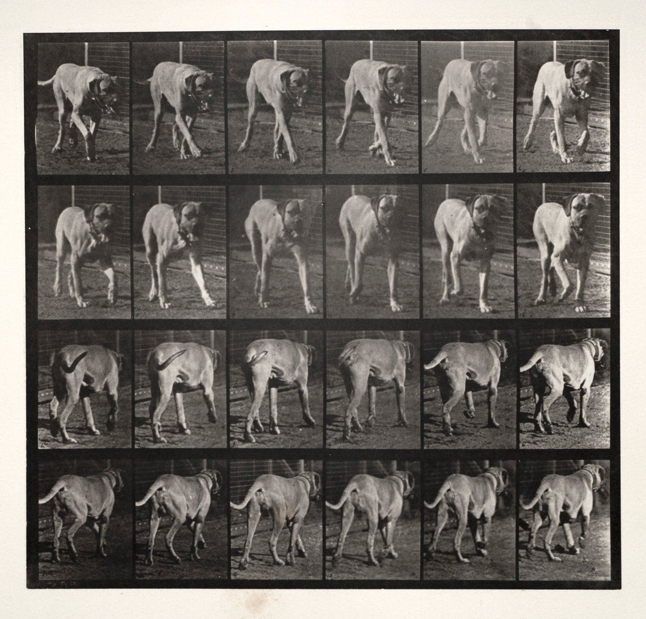 Dread Trotting, 1887. od Eadweard Muybridge